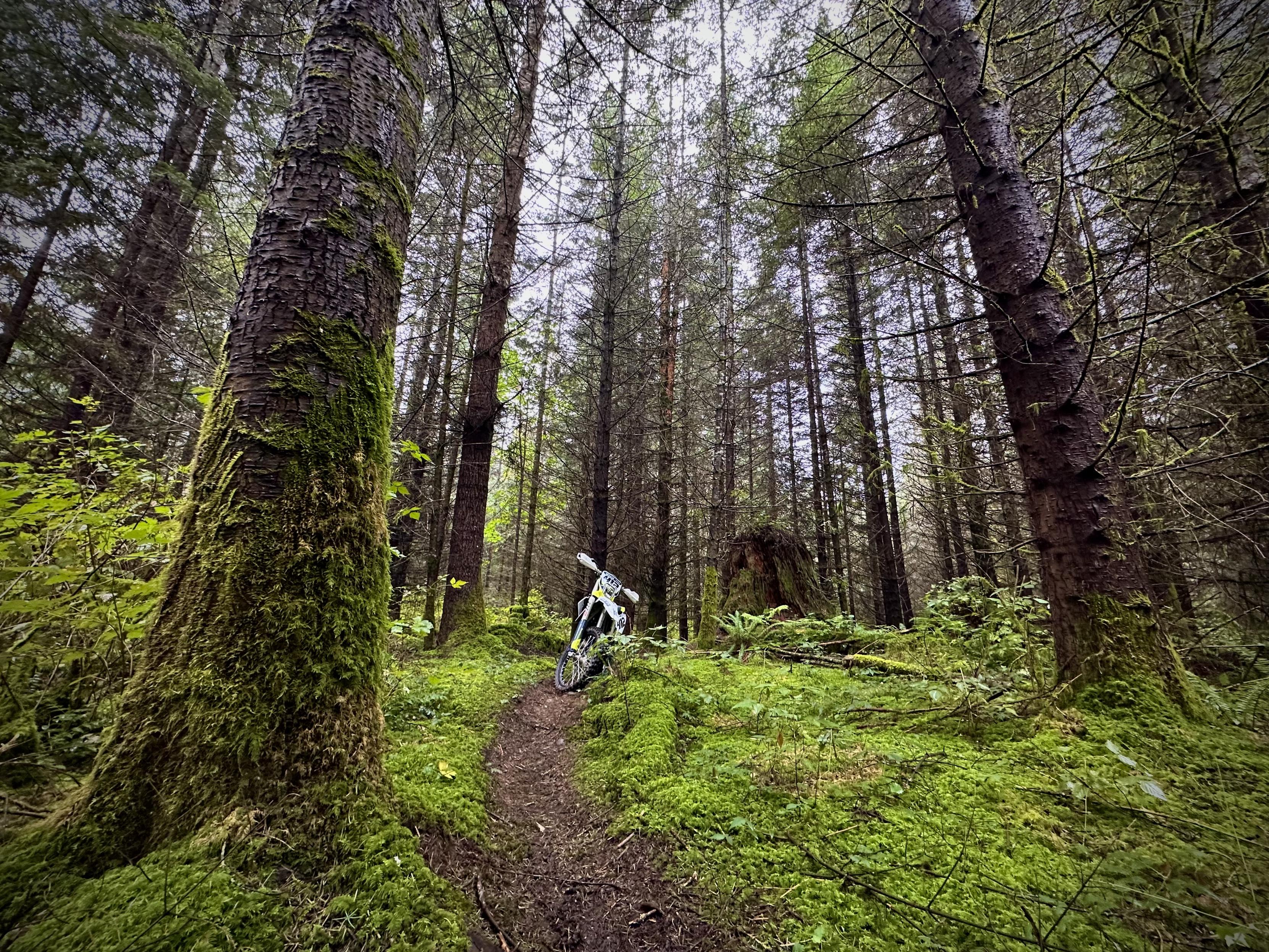A forest trail under a canopy of large fir trees and mossy surroundings with a dirtbike in the distance on the trail