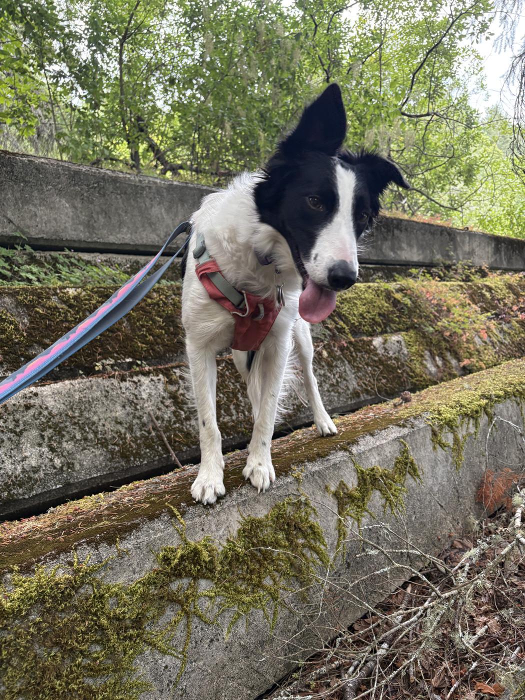 There are a bunch of long concrete posts stacked up horizontally that are covered in moss and a border collie is standing on one of them .