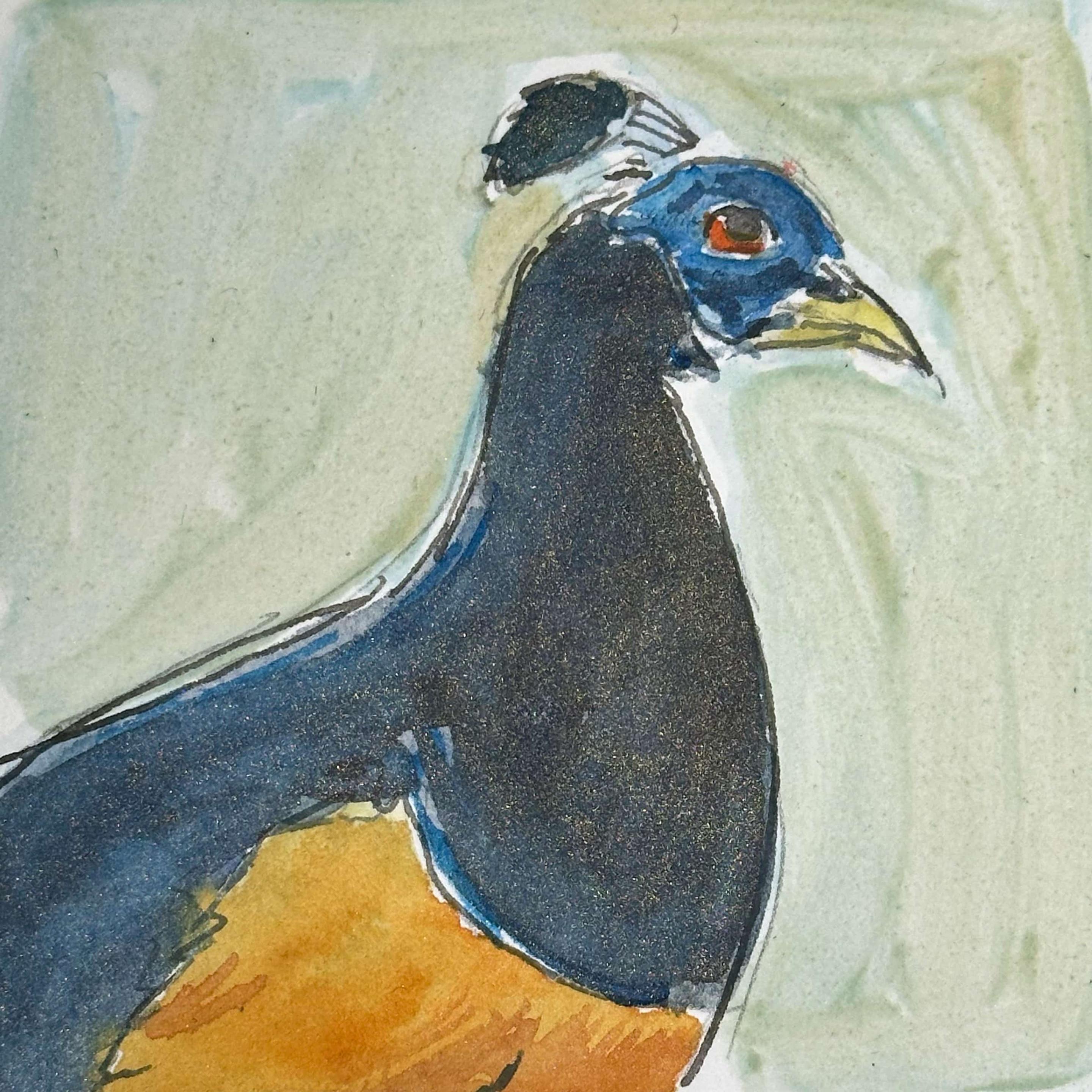 Light blue head. Red eye. Blue black body and neck. Yellow orange belly. Silly topknot of feathers similar to a peafowl's.