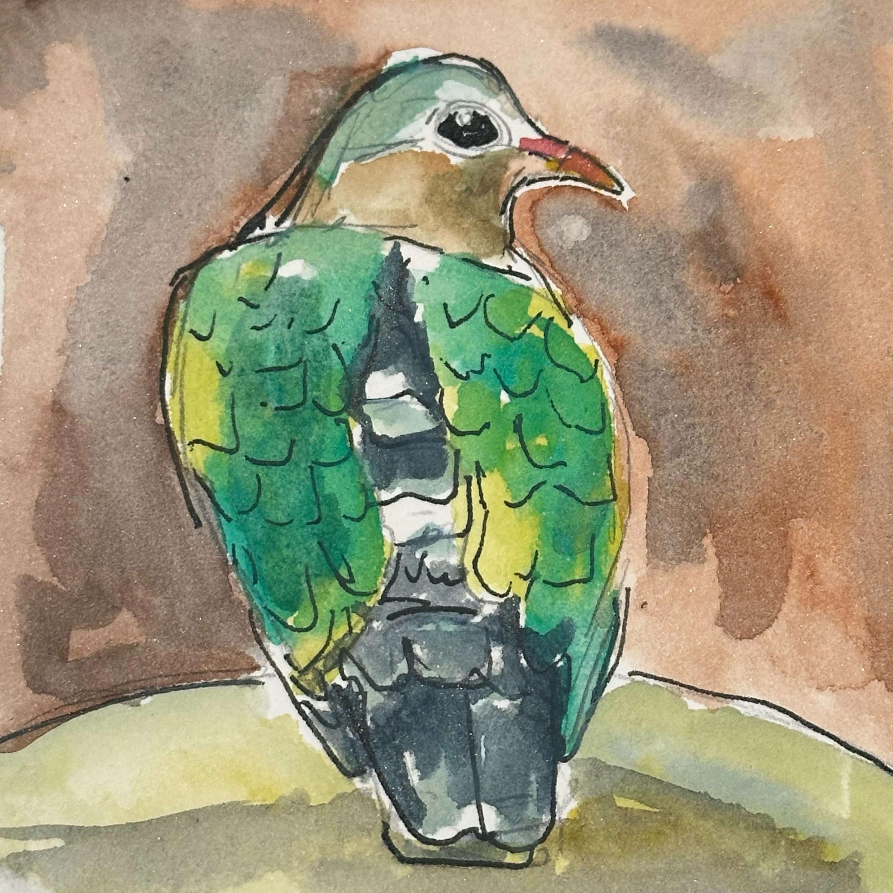 A yellow-green pigeon with a gray tail sits with his back turned away from the viewer. He's looking over this right shoulder, making eye contact.