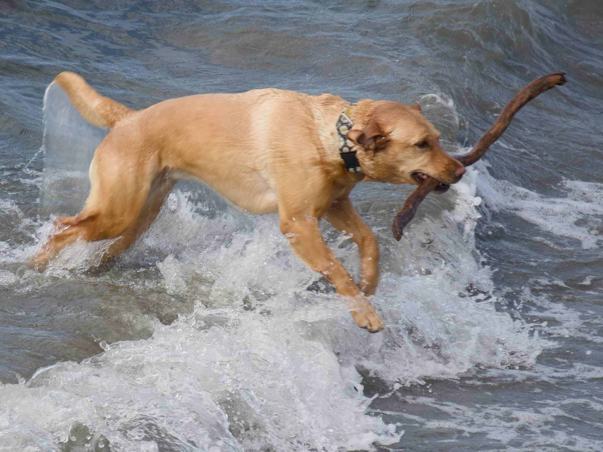 Yellow lab sproinging over breaking waves, a four foot long stick in her mouth.