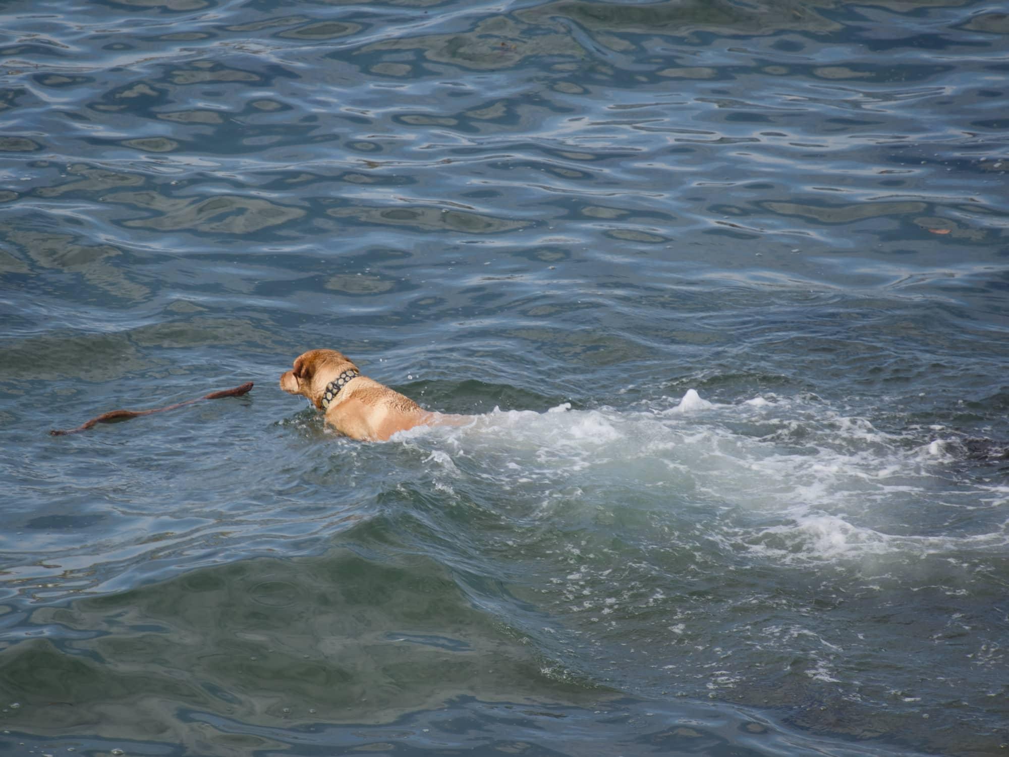 A yellow lab creates a huge wake as she swims after a large stick floating in the ocean.